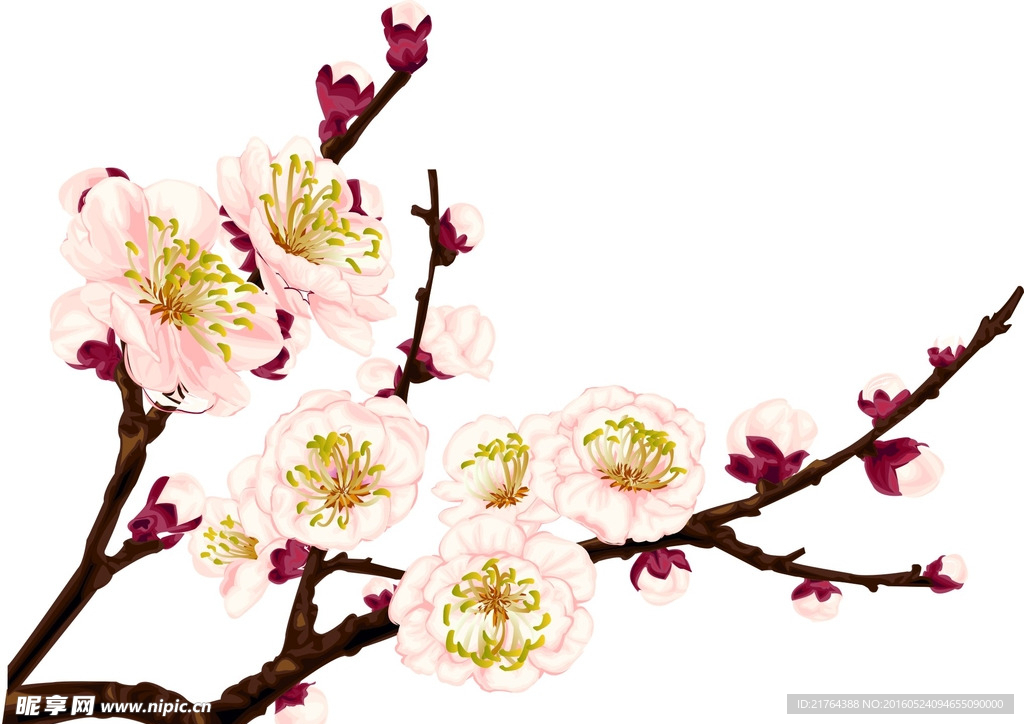 梅花