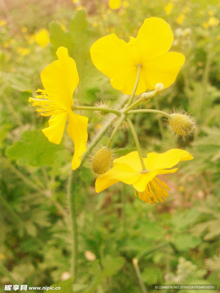山花