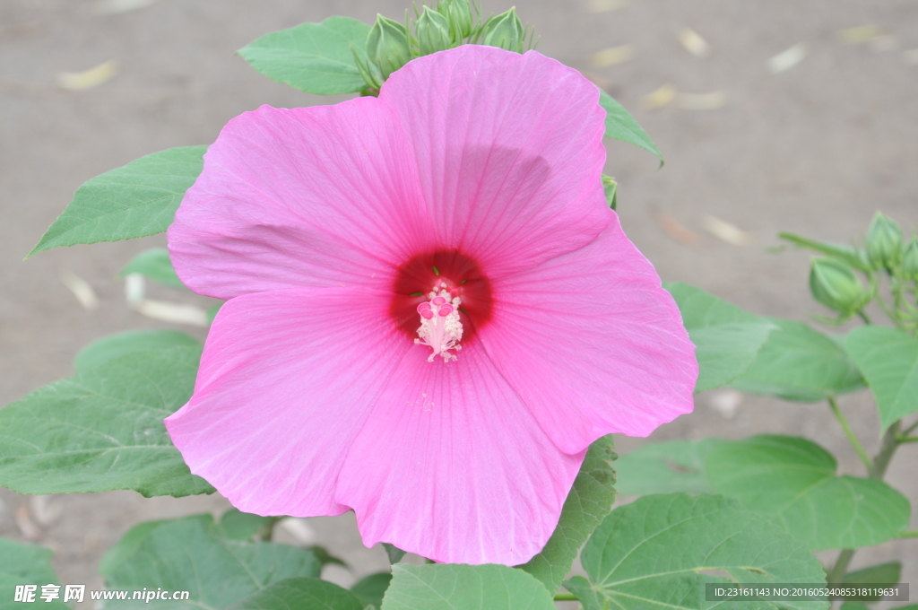花