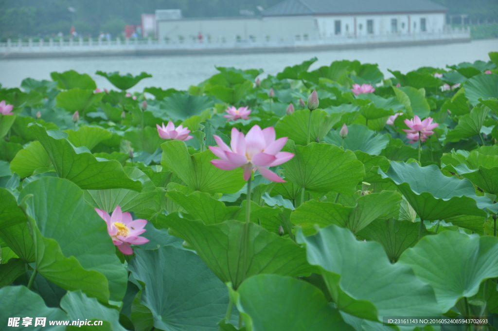 荷花