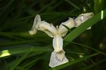 白花鸢尾