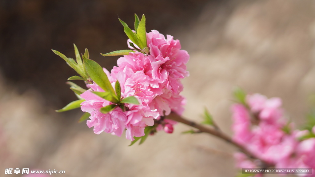 多层桃花