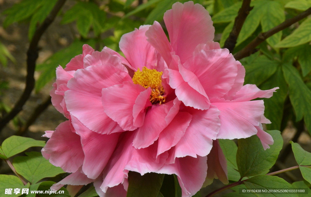 牡丹
