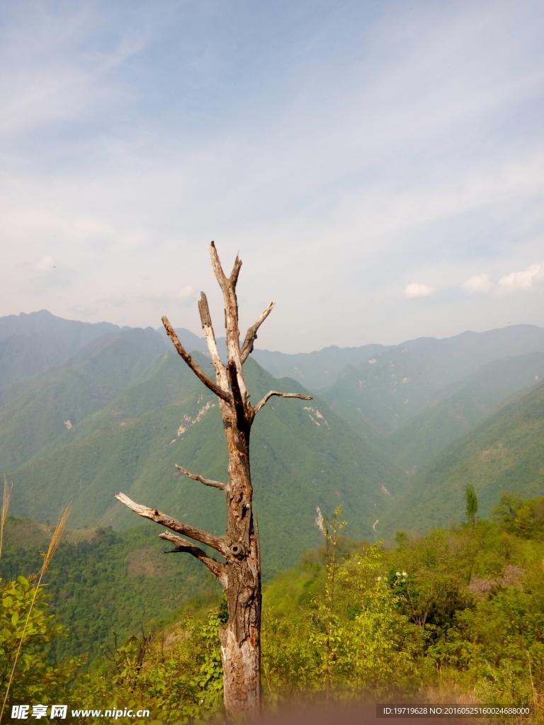峰顶枯木