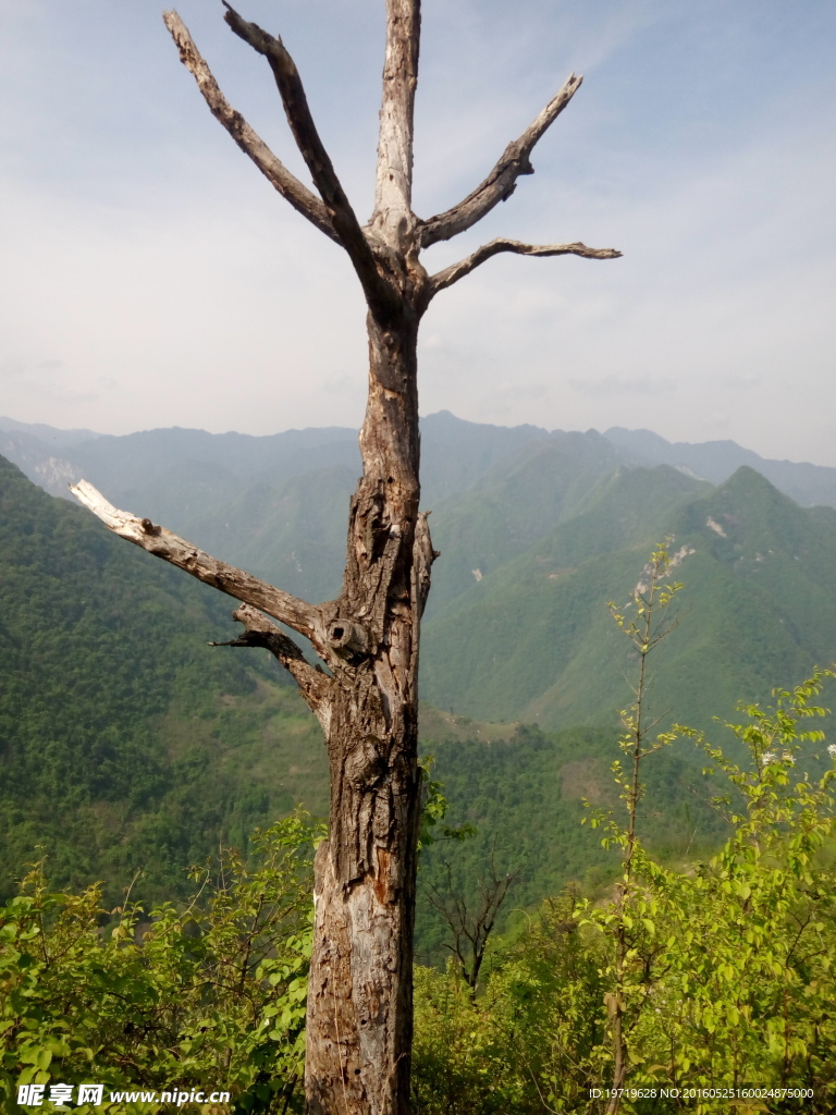 山峰枯木