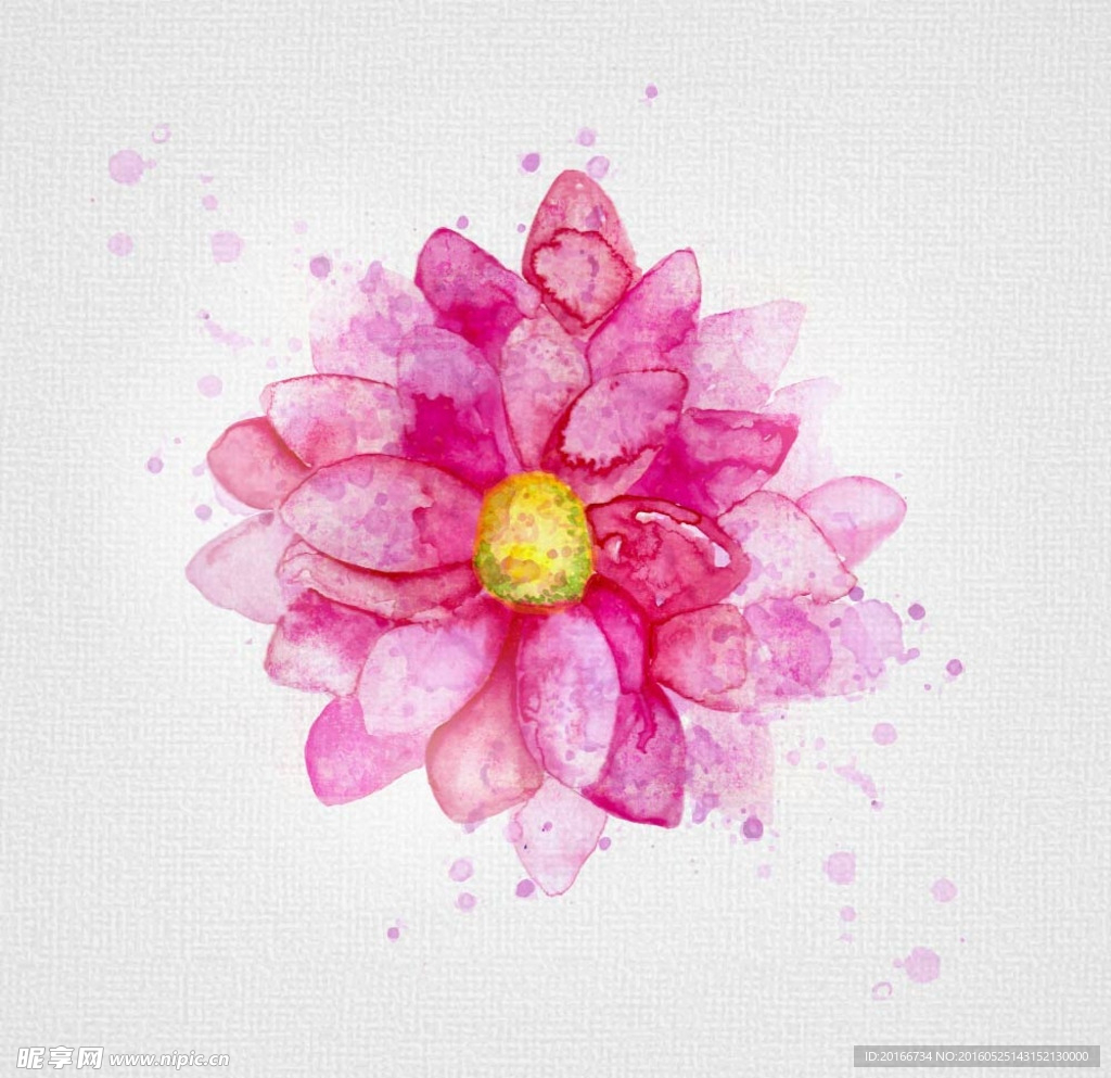 粉菊
