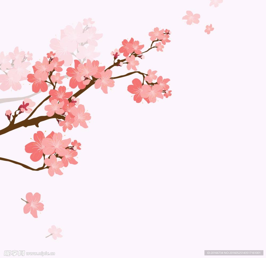 樱花枝