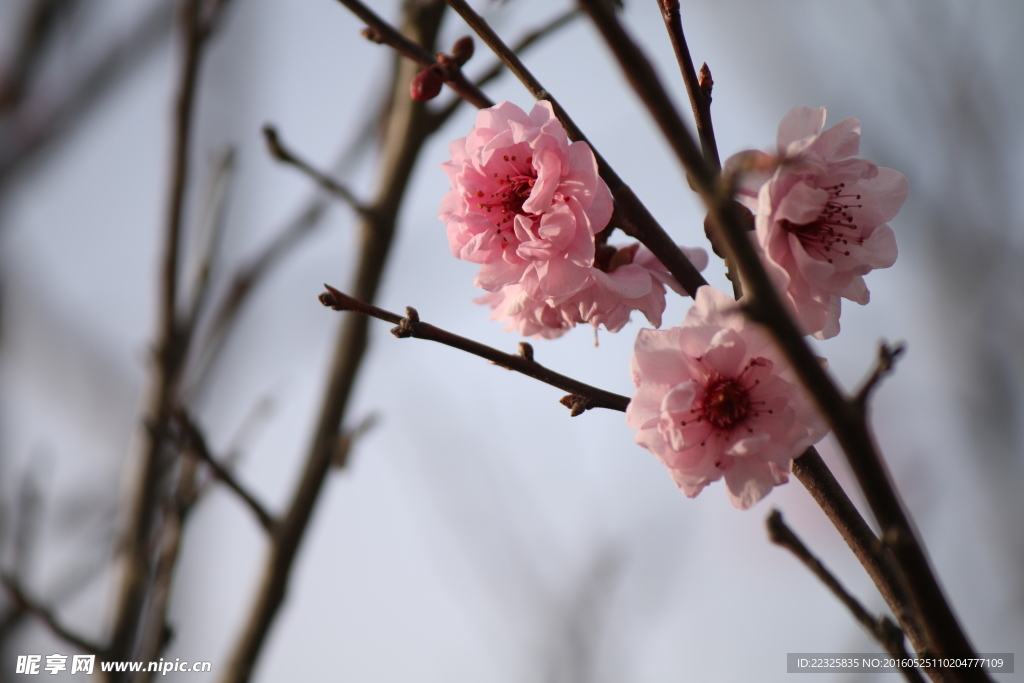 花枝