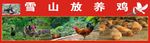 放养鸡 喷绘 鸽子 红色背景