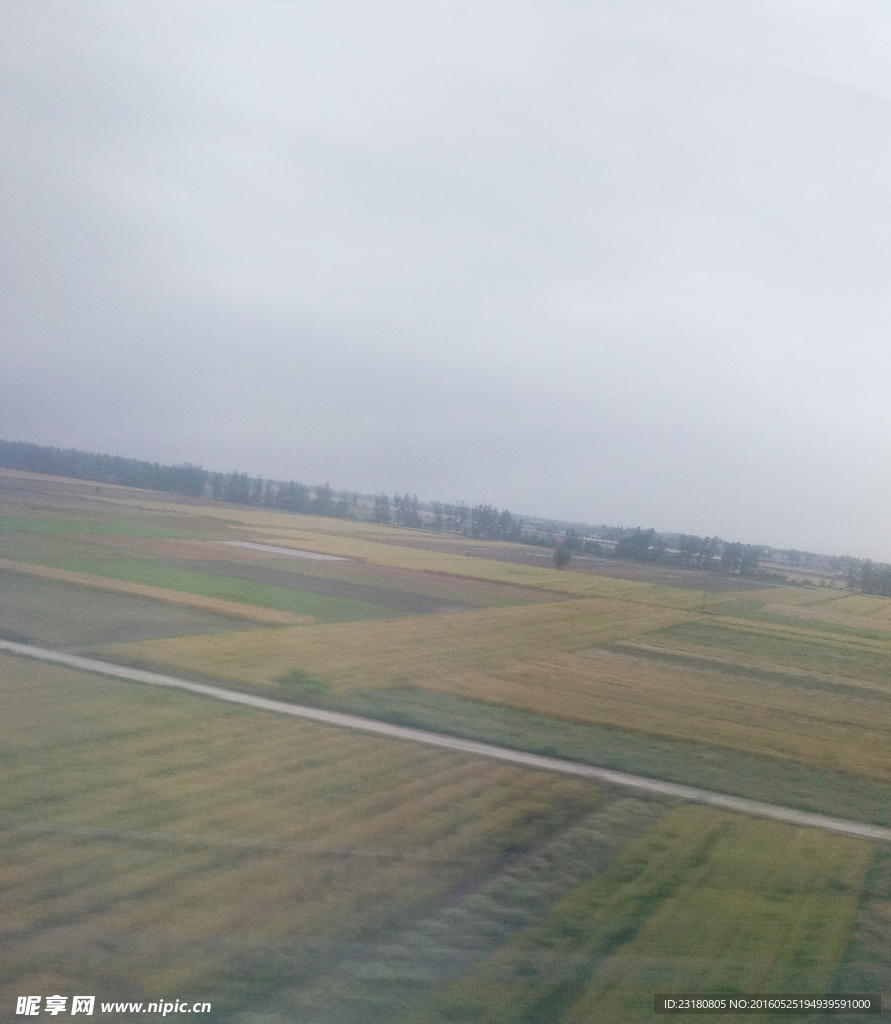 麦田