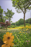 盛开的花朵