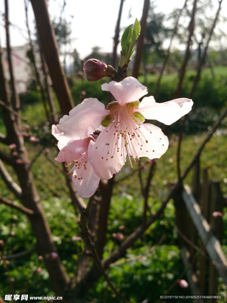 桃花