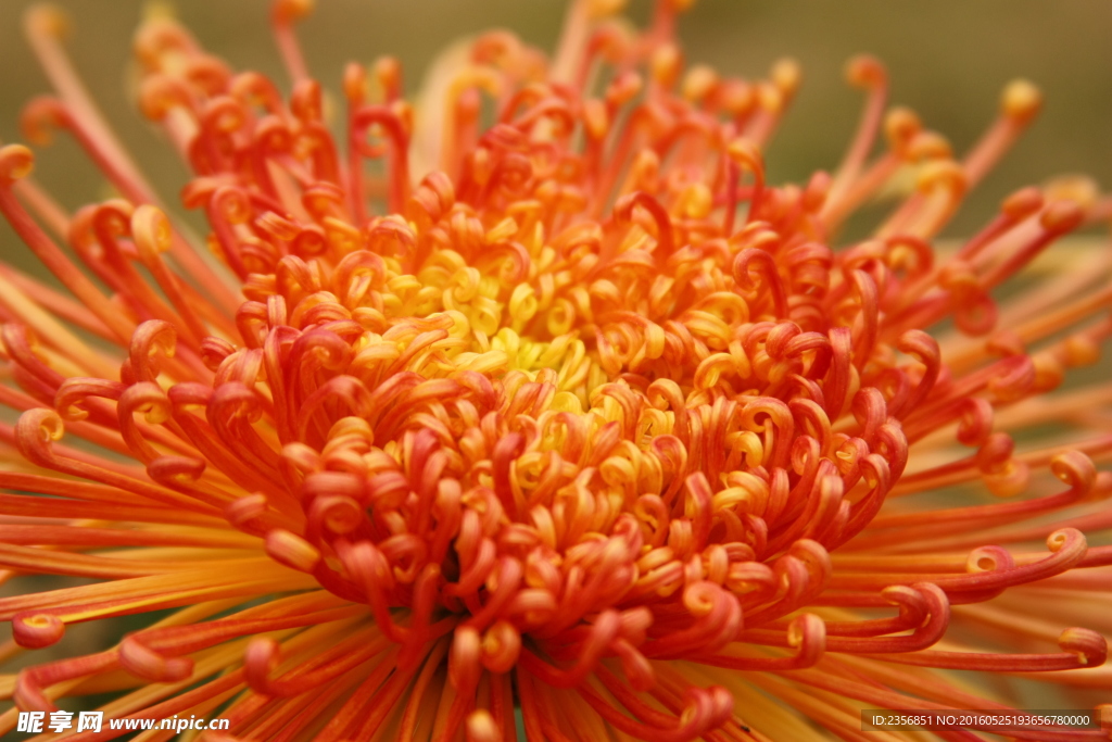 菊花