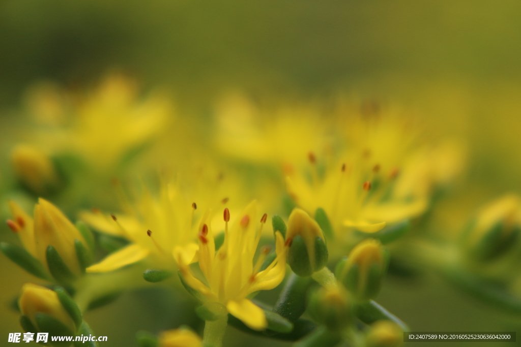 小黄花