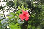 扶桑花