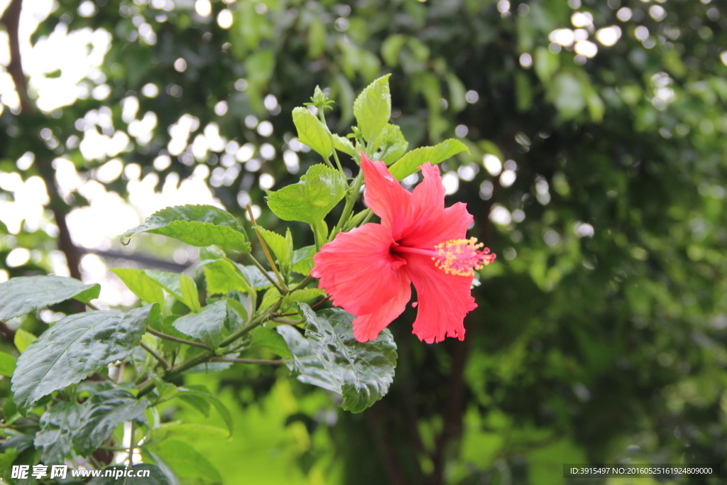 扶桑花