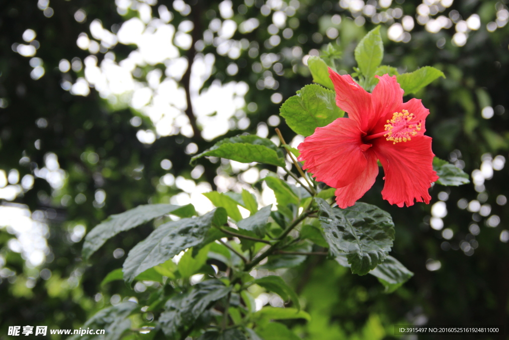 扶桑花