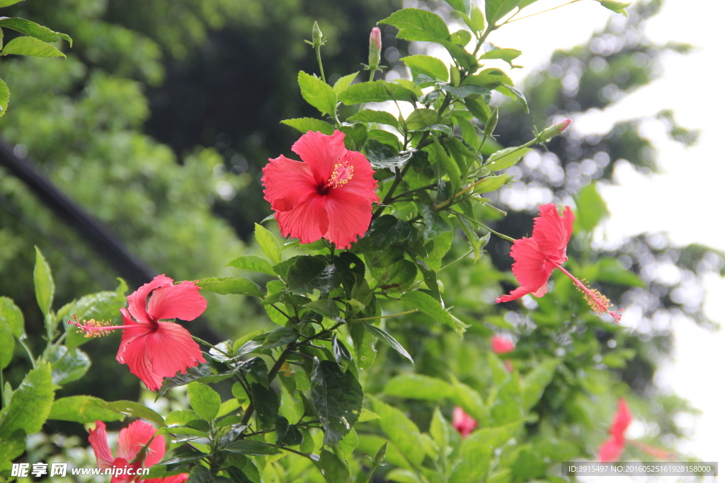 扶桑花