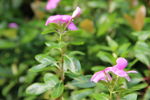 长春花