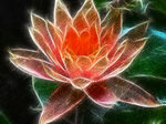 莲花绽放