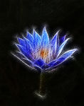 夜间鲜花绽放