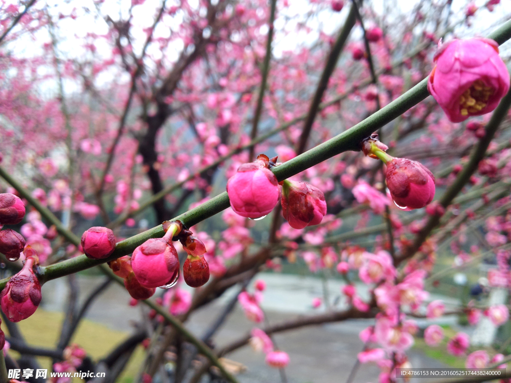 含苞桃花