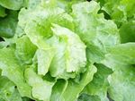 球形包心生菜