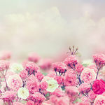 玫瑰花