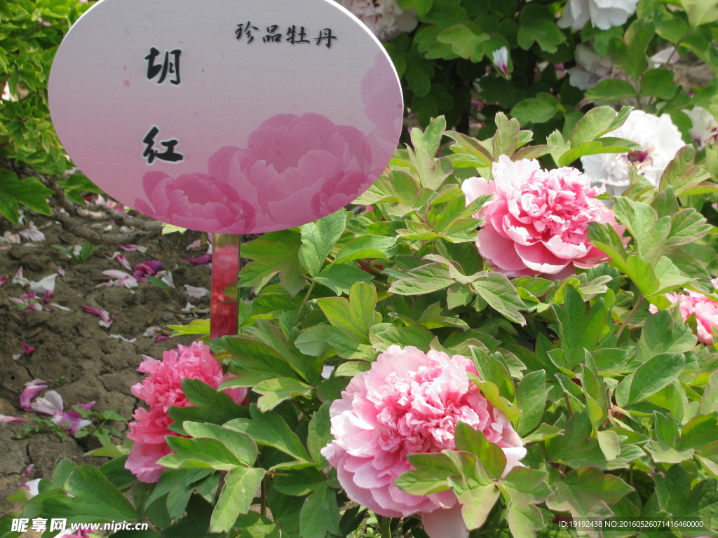 牡丹