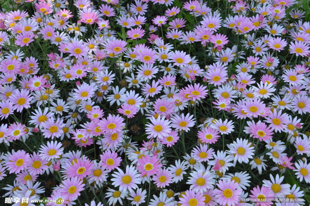 菊花素材