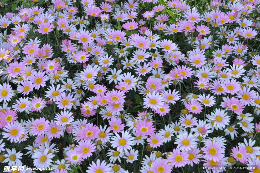 菊花素材