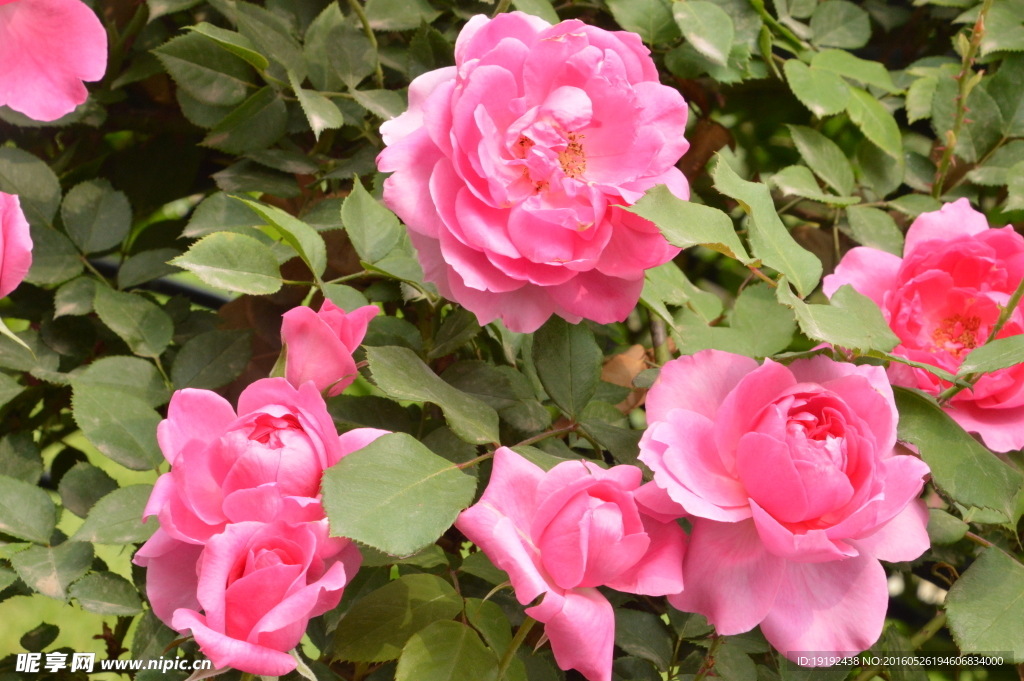 月季花