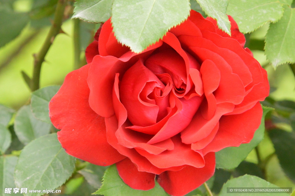 月季花