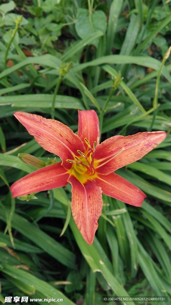 美丽的黄花菜
