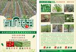 有机蔬菜宣传单