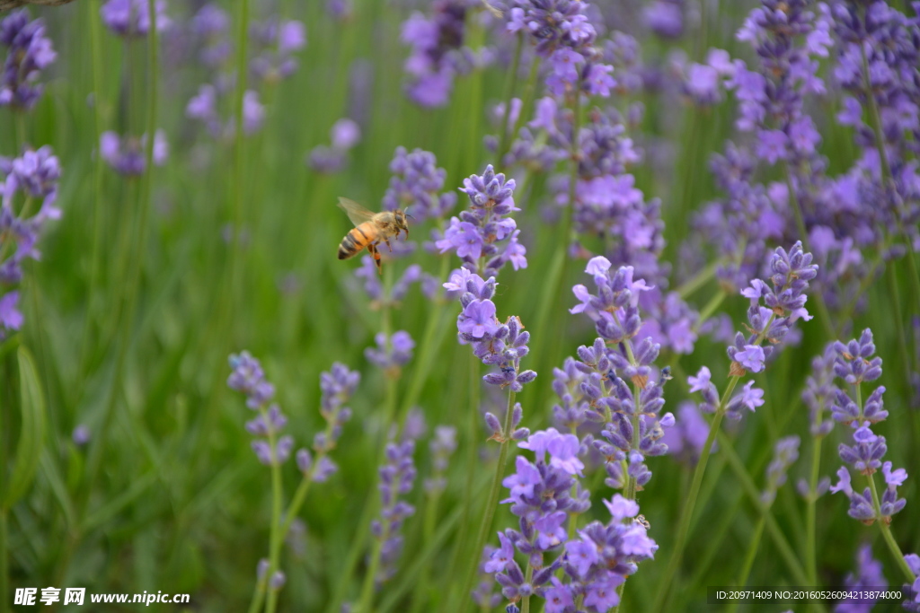 薰衣草畔的蜜蜂