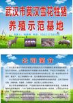 公司简介