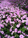 繁花锦簇