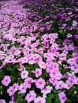 繁花锦簇