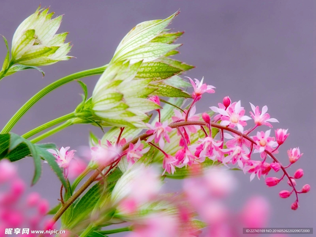 盛开花朵