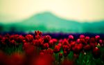 红色花田