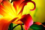 花蕊