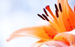 花蕊