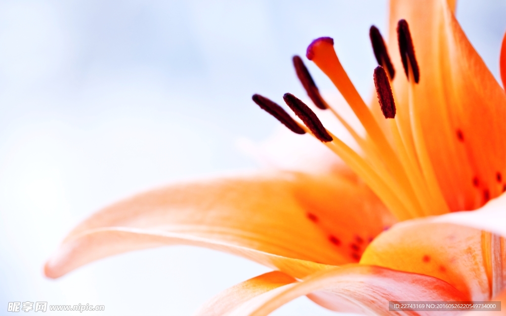 花蕊