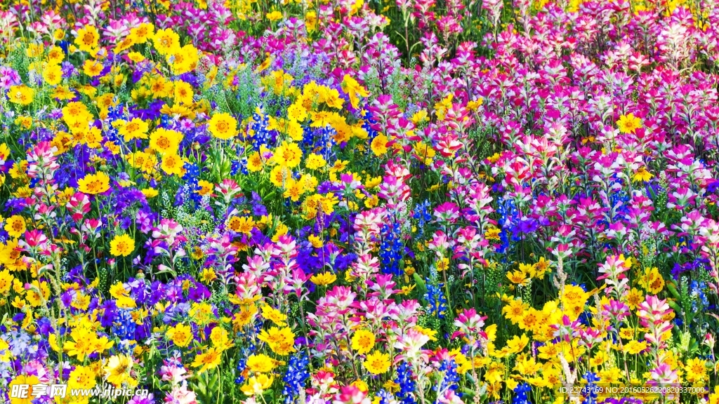 花田
