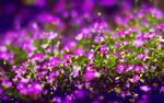 紫色花田