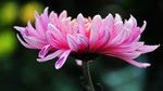 粉色菊花