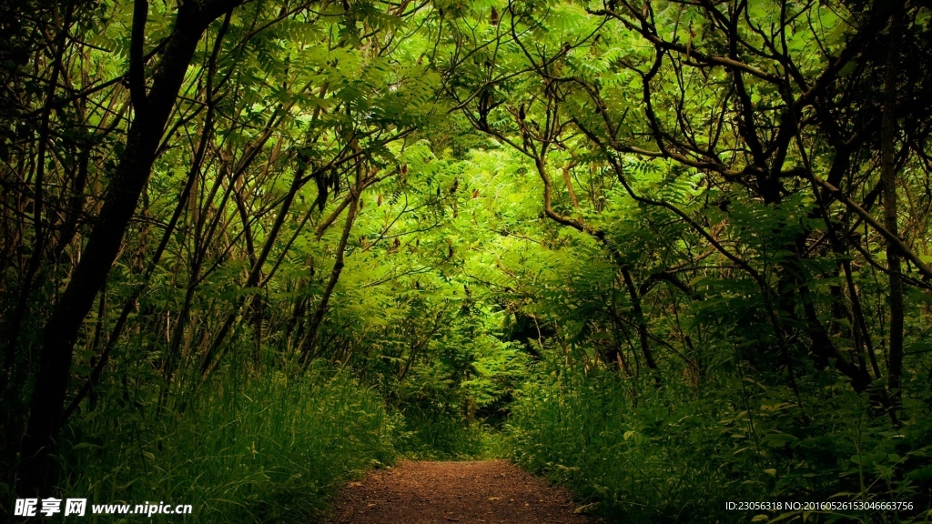 森林