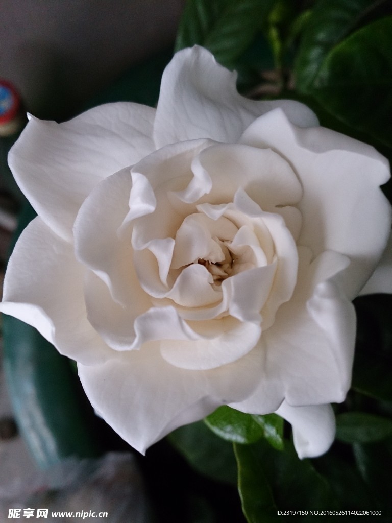 栀子花