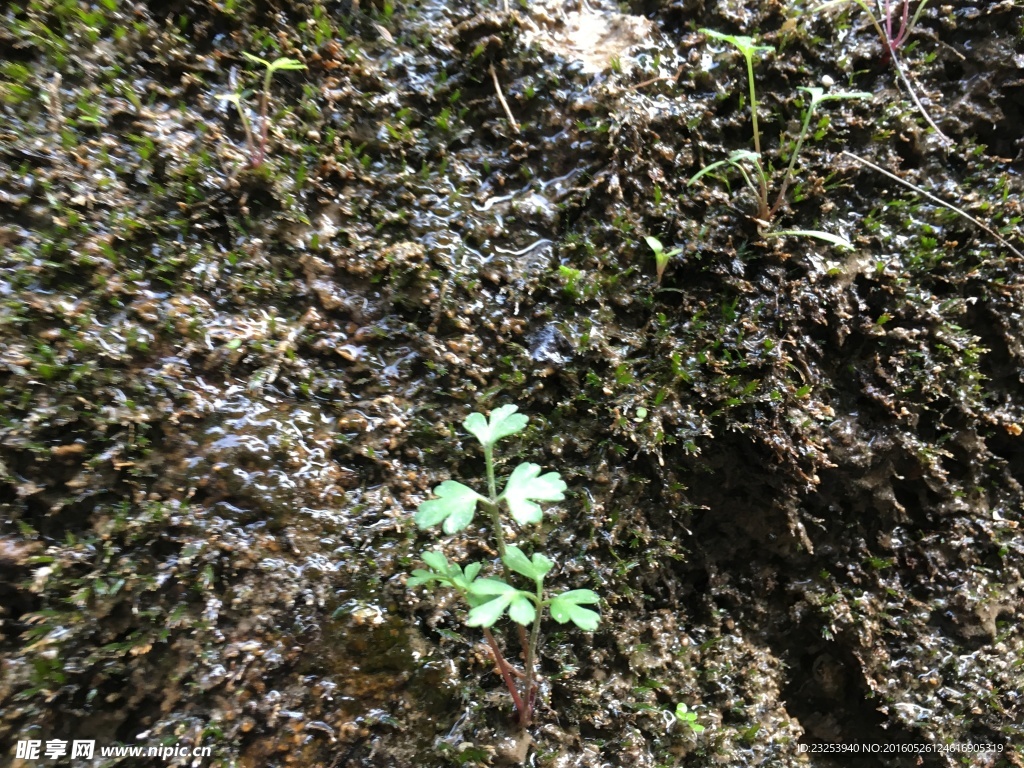 坚韧的发芽